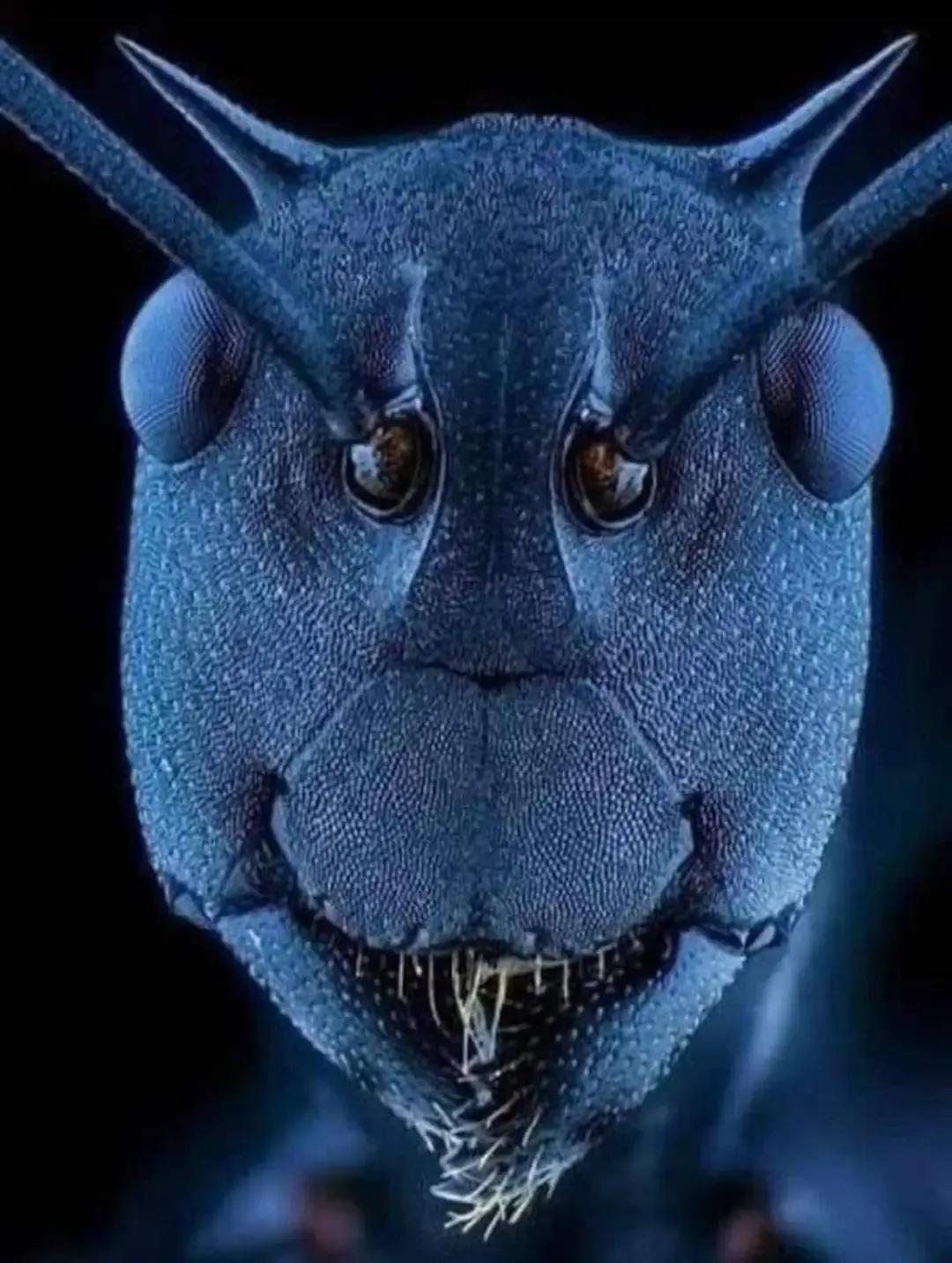 显微镜下蚂蚁的脸，看起来有点渗人[恐惧]