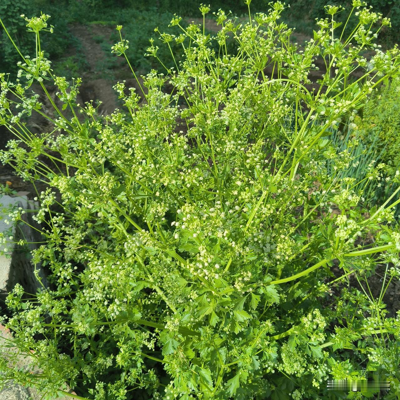 芹菜还能开花，头一次叫，芹菜开的花还挺好看的。
凑近一瞧，芹菜的花小小的，呈伞状