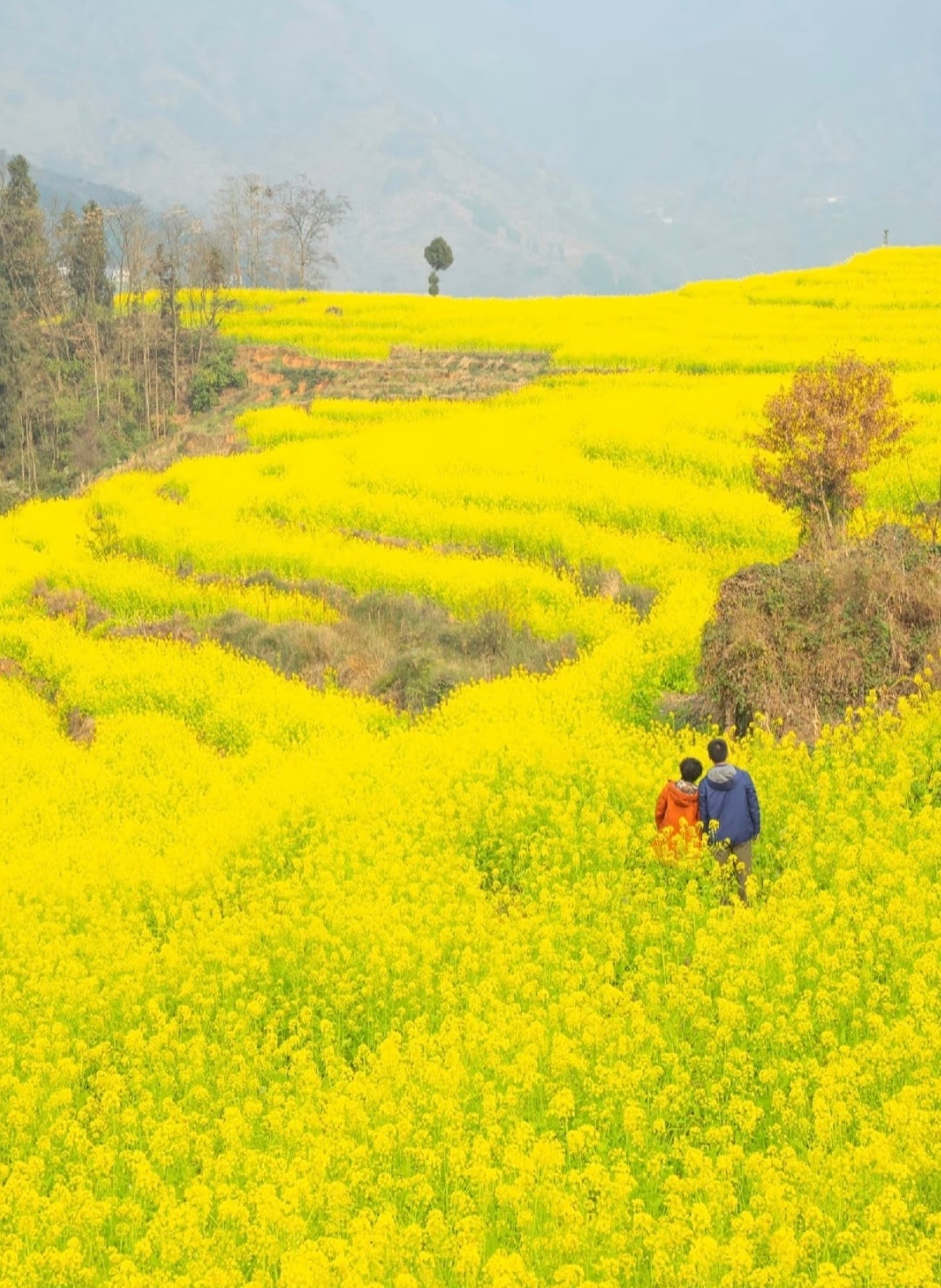 “ 儿童急走追黄蝶，飞入菜花无处寻 ... ” 