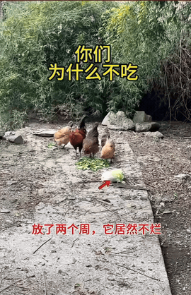 菜叶碎叶子鸡抢着啄，完整这颗大白菜扔地上两周，风吹日晒愣是不烂，鸡看了都直摇头，