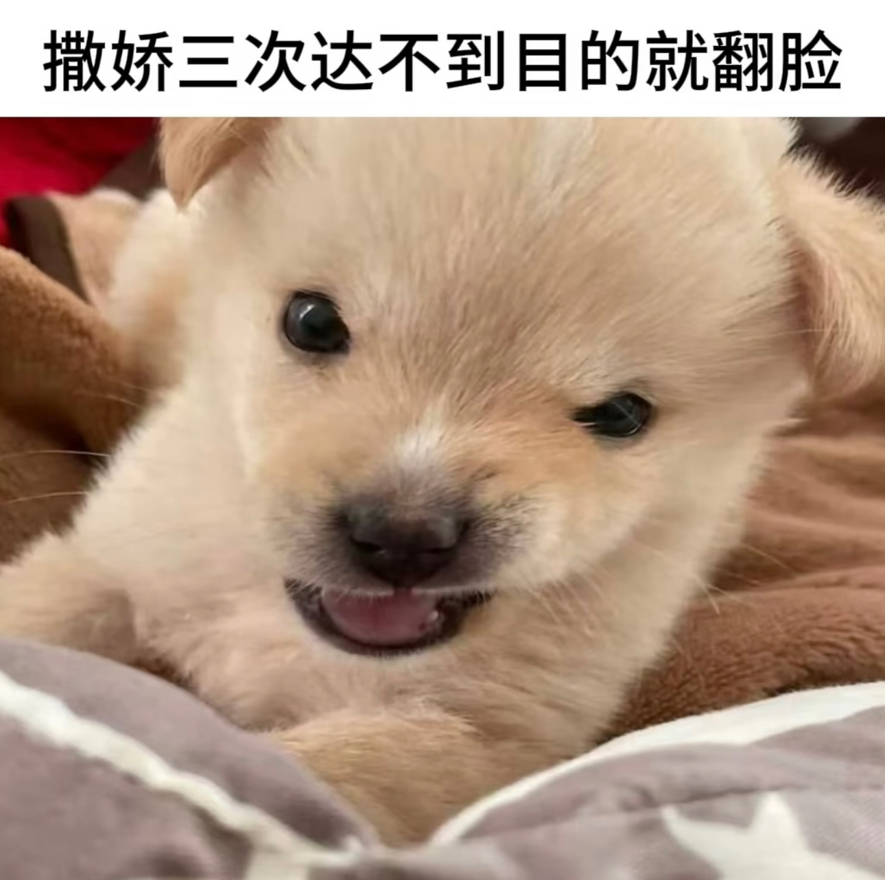 吴邪小坏狗 
