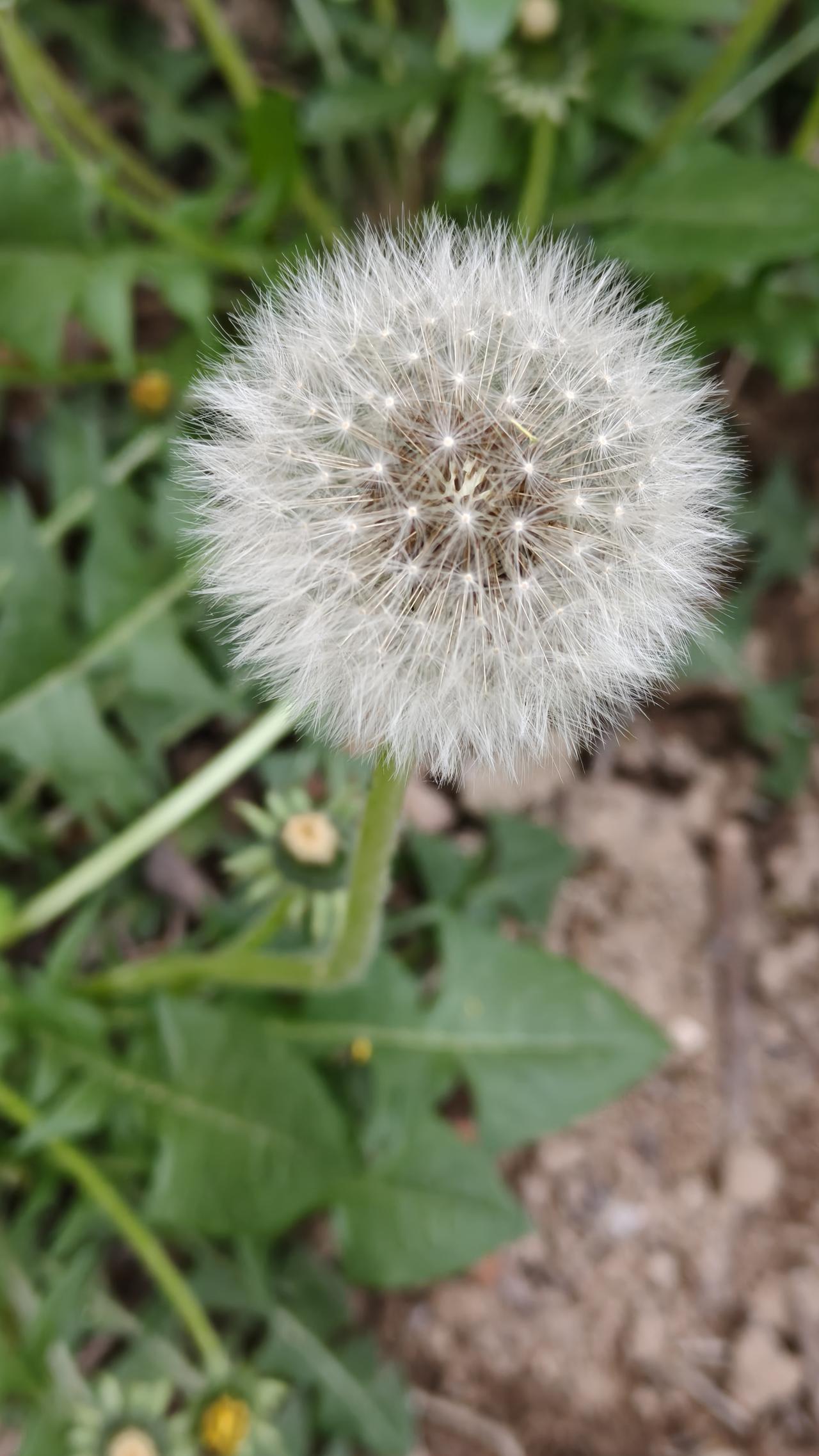 我种的蒲公英开花结子了，种子随风飘扬，落地生根。