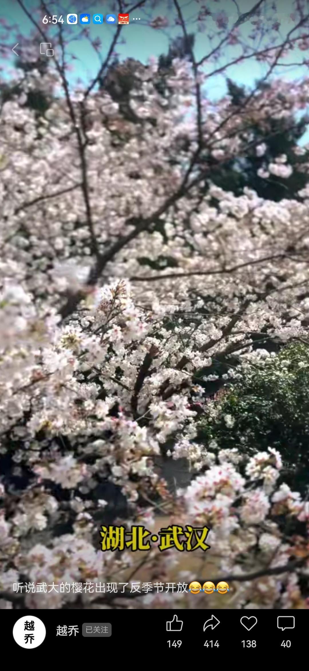 中秋节已过，桂花还没有开，武汉大学的樱花却开了！
以往也出现过中秋节后桂花没有开