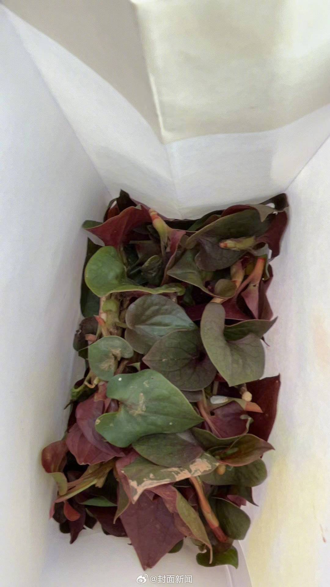 【约起约起！#成都人的上春山原来是去打野#】近日，成都“打野”（即带一定徒步性质