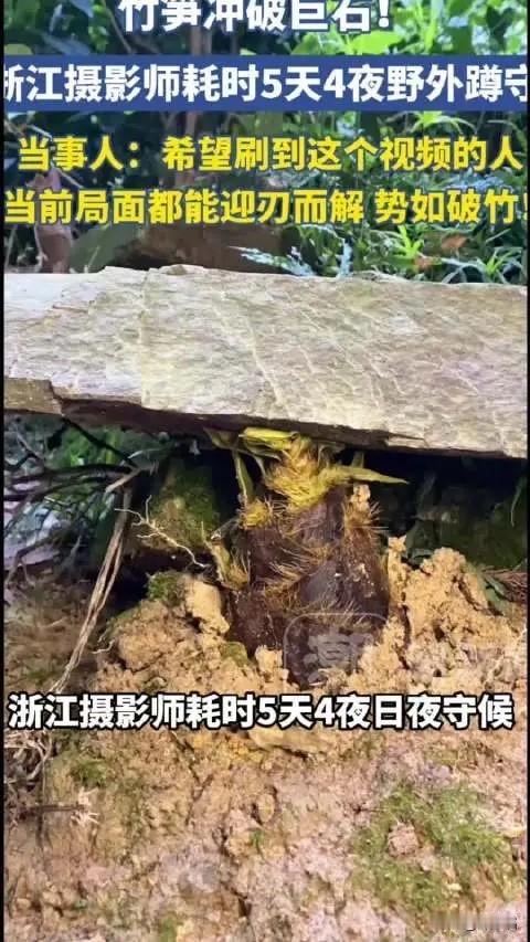 蹲守8年，他拍下“势如破竹”那一刻，免费送给所有高考生

你知道吗？在浙江武义的