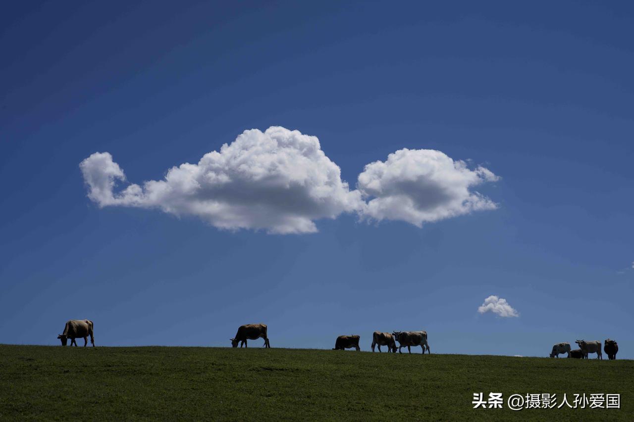 今天，新疆阿勒泰拖勒海特夏牧场