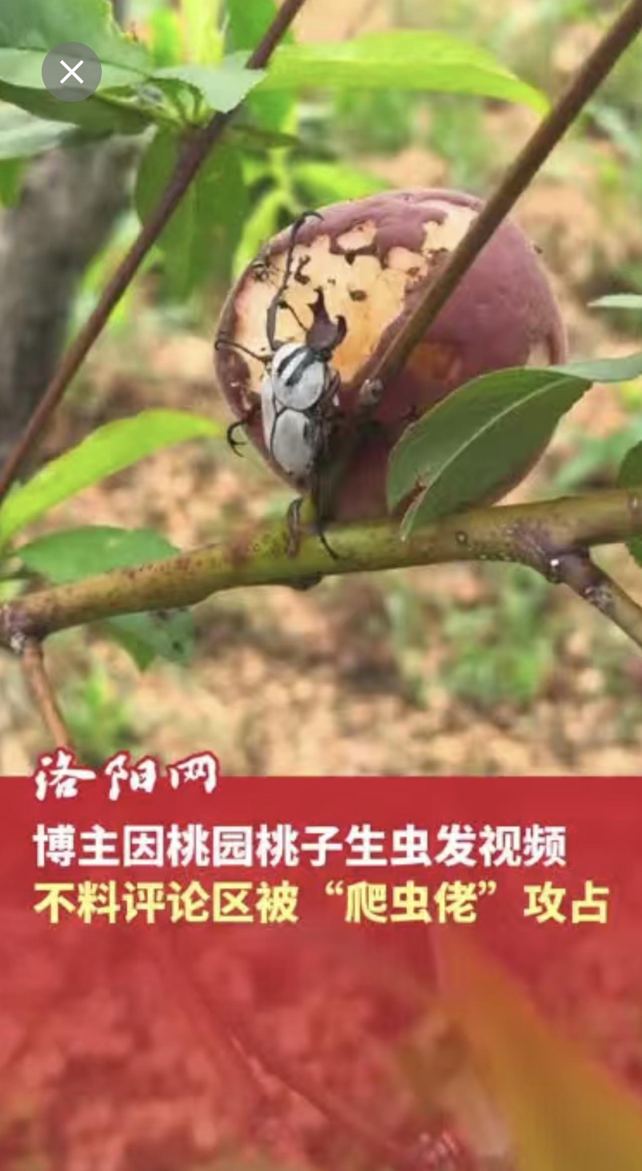 博主因桃园桃子生虫发视频，表示自家水果不打农药，不料评论区被“爬虫佬”攻占，网友