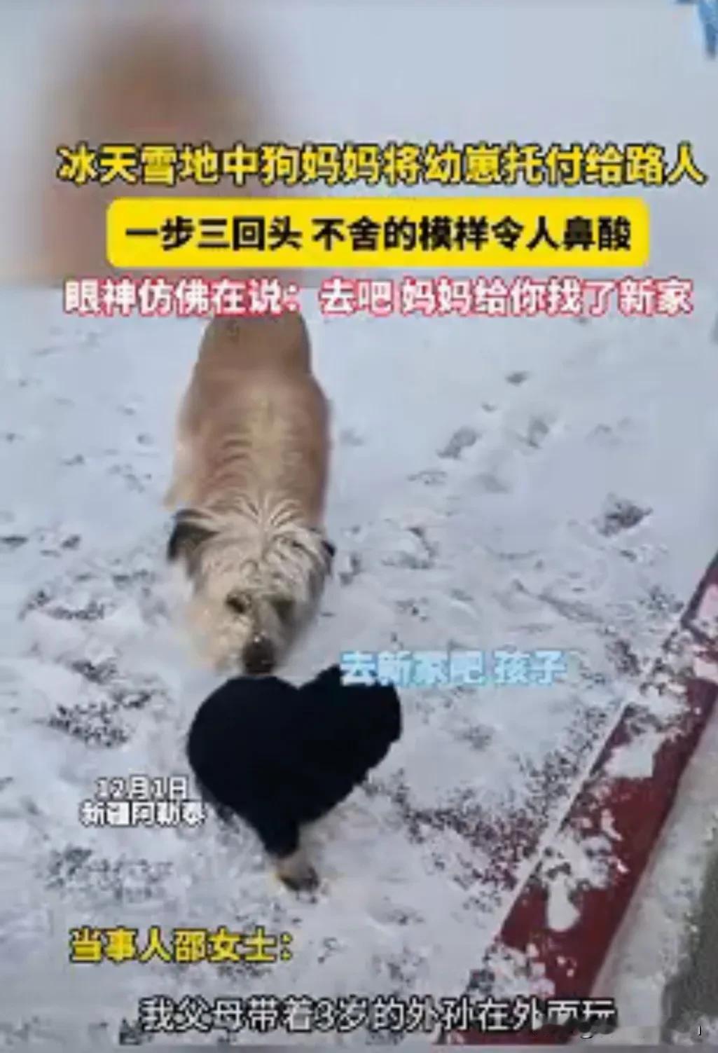 万事万物皆有灵！
 
一家三口带着三岁外孙在阿勒泰看雪，刚准备上车返程，突然一只