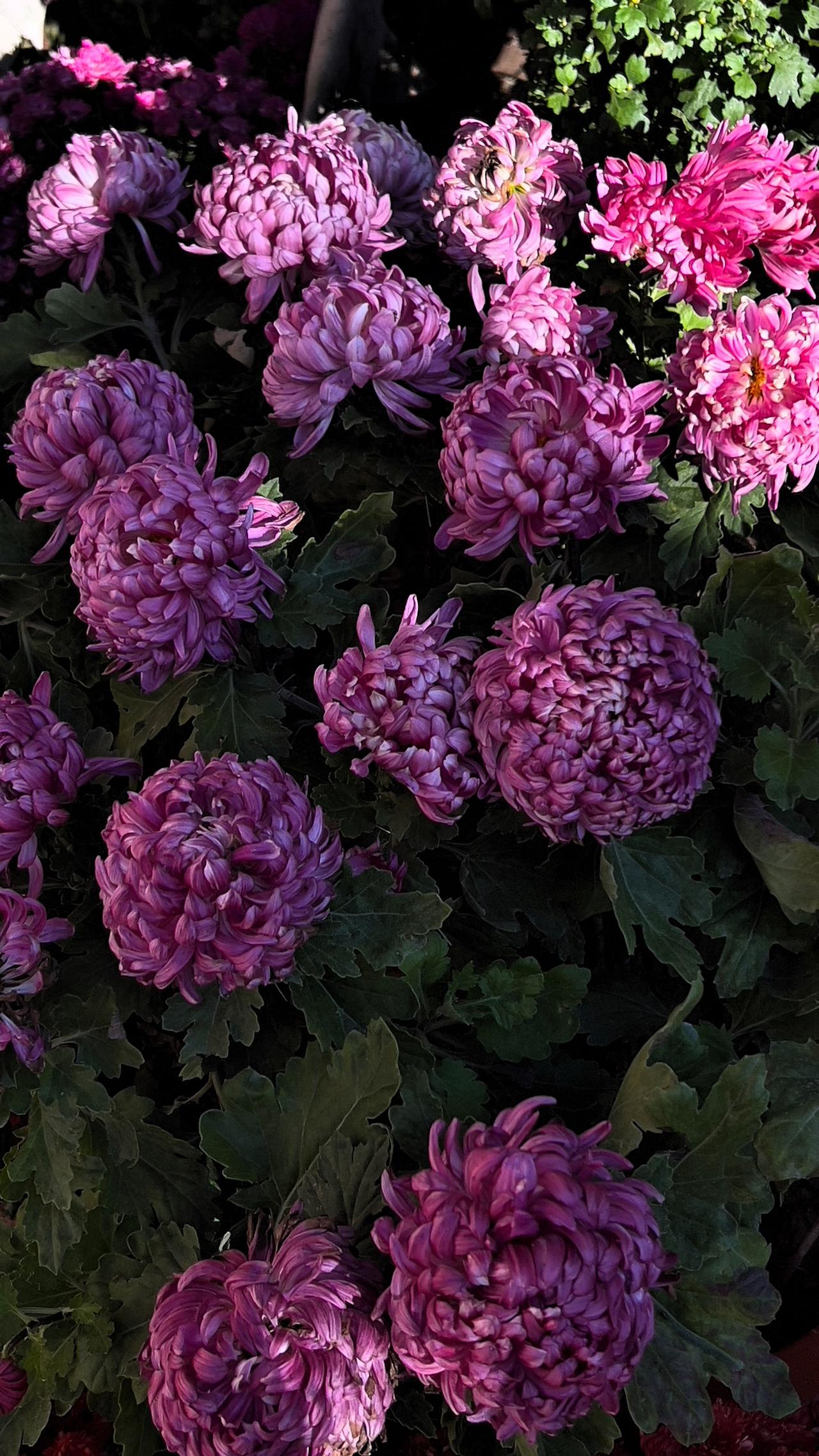 北海公园赏菊：紫花盛开映日红，芳香满径入诗中。