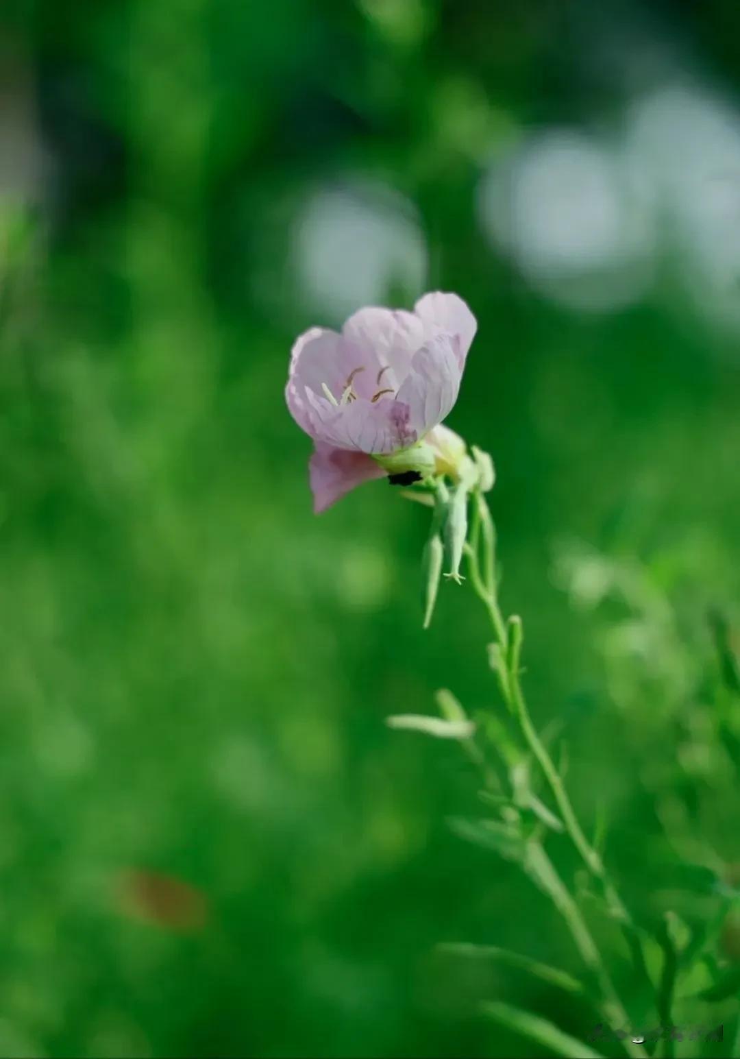 东北之夏，饱含了生命最浓烈的倾诉。

从寒冬的漫长禁锢中猛然挣脱，仿佛憋足了劲儿