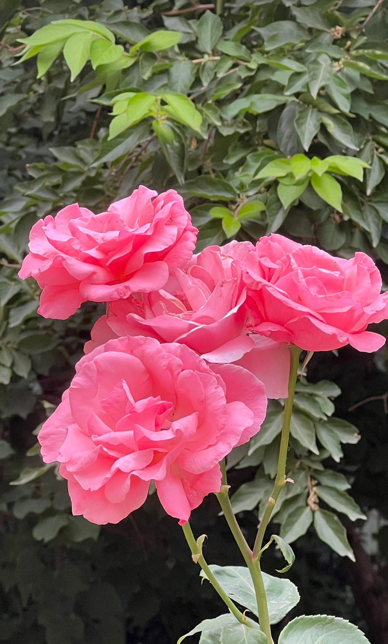 【原创】粉嫩花朵，浪漫绽放，尽享自然之美！🌹🌸