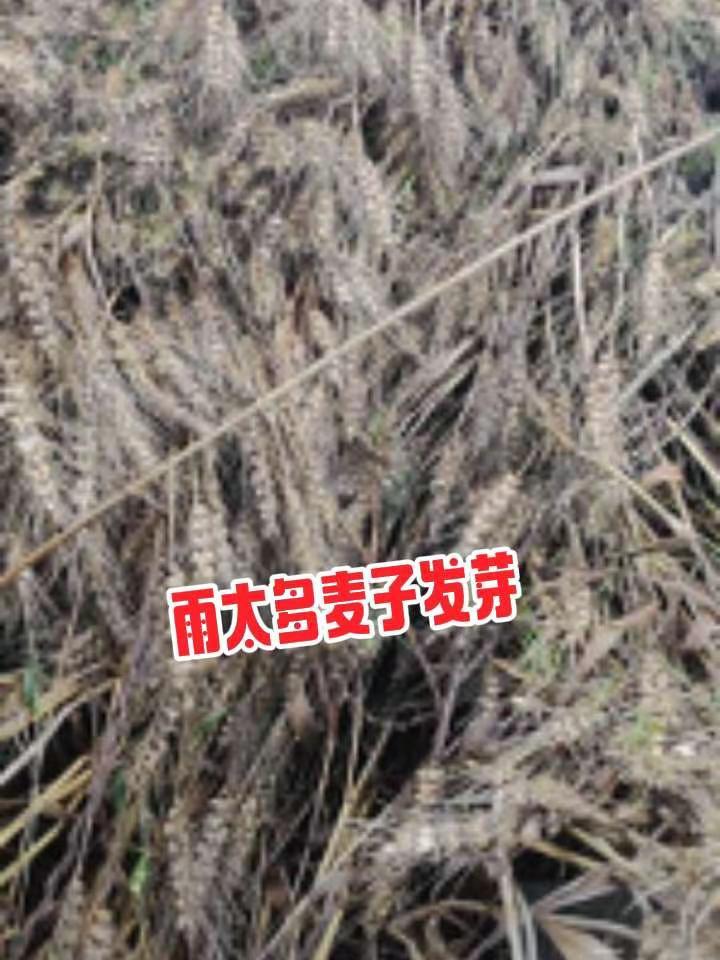 淮河以南几个省近期雨水太多，麦子倒伏发芽。夏收灾害发生了