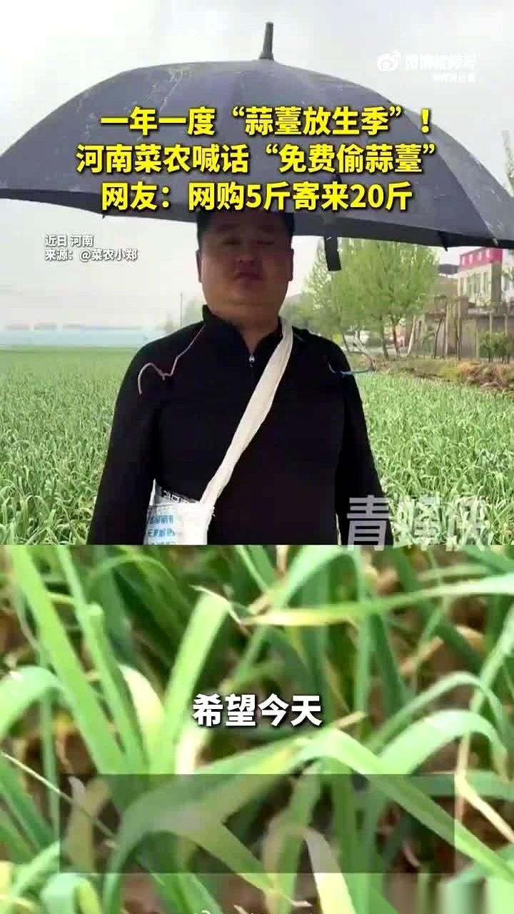 河南蒜薹这事，真是一言难尽。
起手就是农民对着镜头喊：“求求你们，快来偷俺家蒜薹