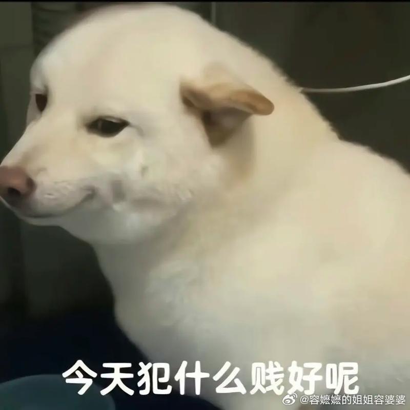 柯文哲被判17年没有立场，没有靠山，柯文哲不冤枉。东亚怪物房里，韩棒的现在就是丸