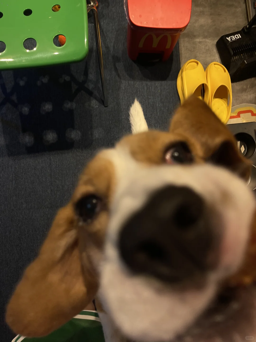 比格犬
