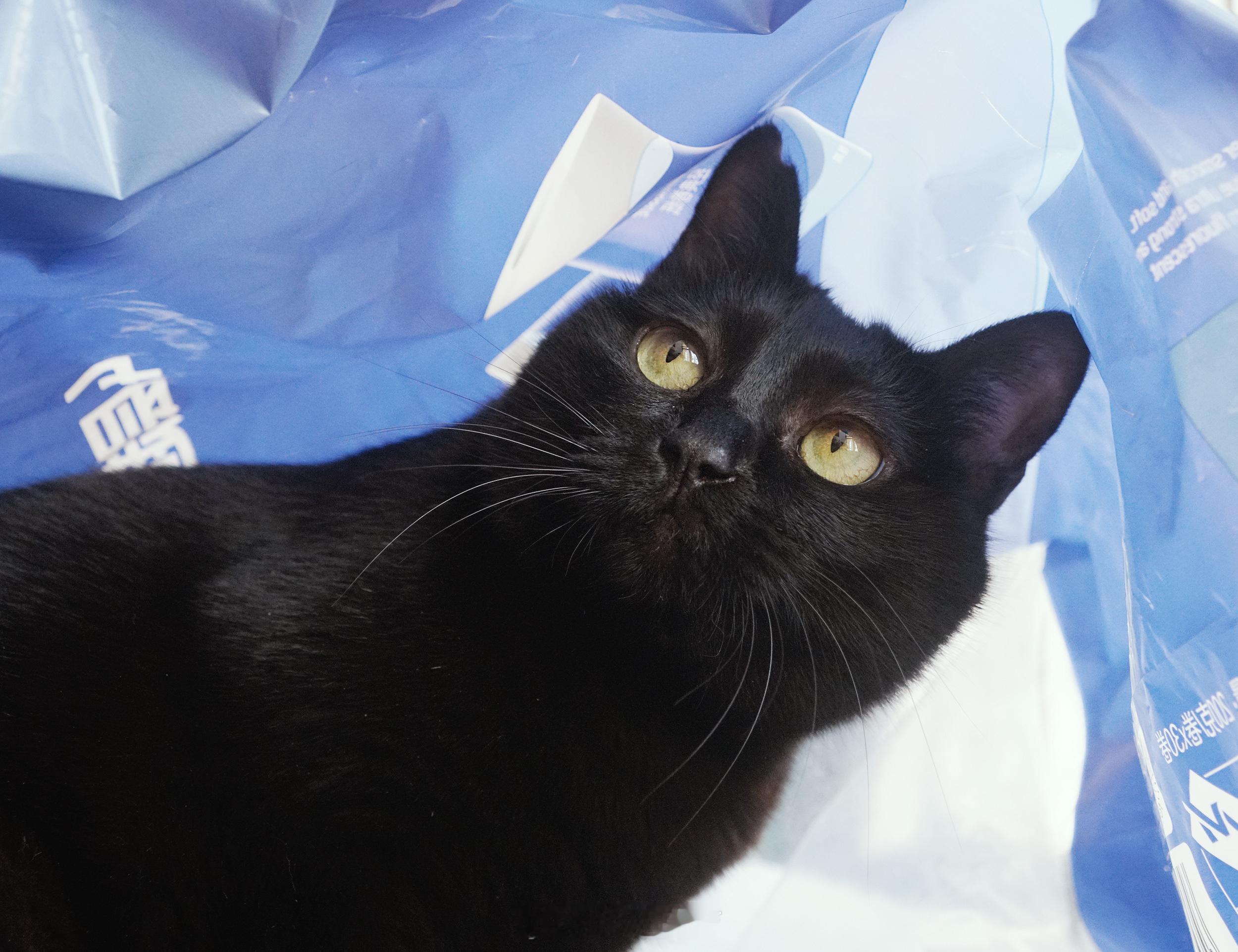 放風➜到包裝袋子裡玩➜對苔抬喵喵叫➜吃點心➜對著苔抬發呆➜跑給苔抬追#蝦蝦不可以