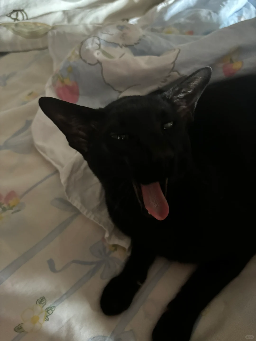 又得意了爱笑的小猫