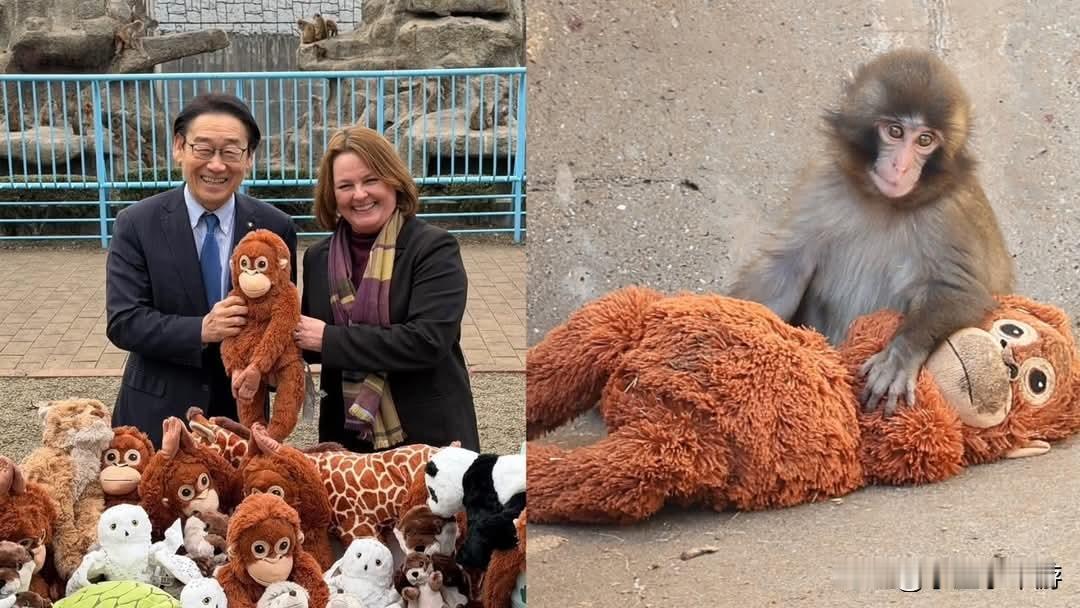 因紧抱猩猩玩偶而走红网络的日本小猴“Punch”，近日再传温馨后续。连锁家具店宜