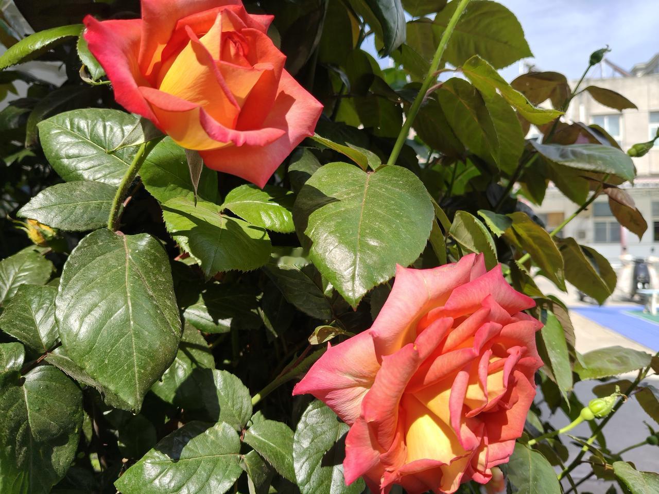 上联：绿叶重重美，请下联亿红花朵朵妖