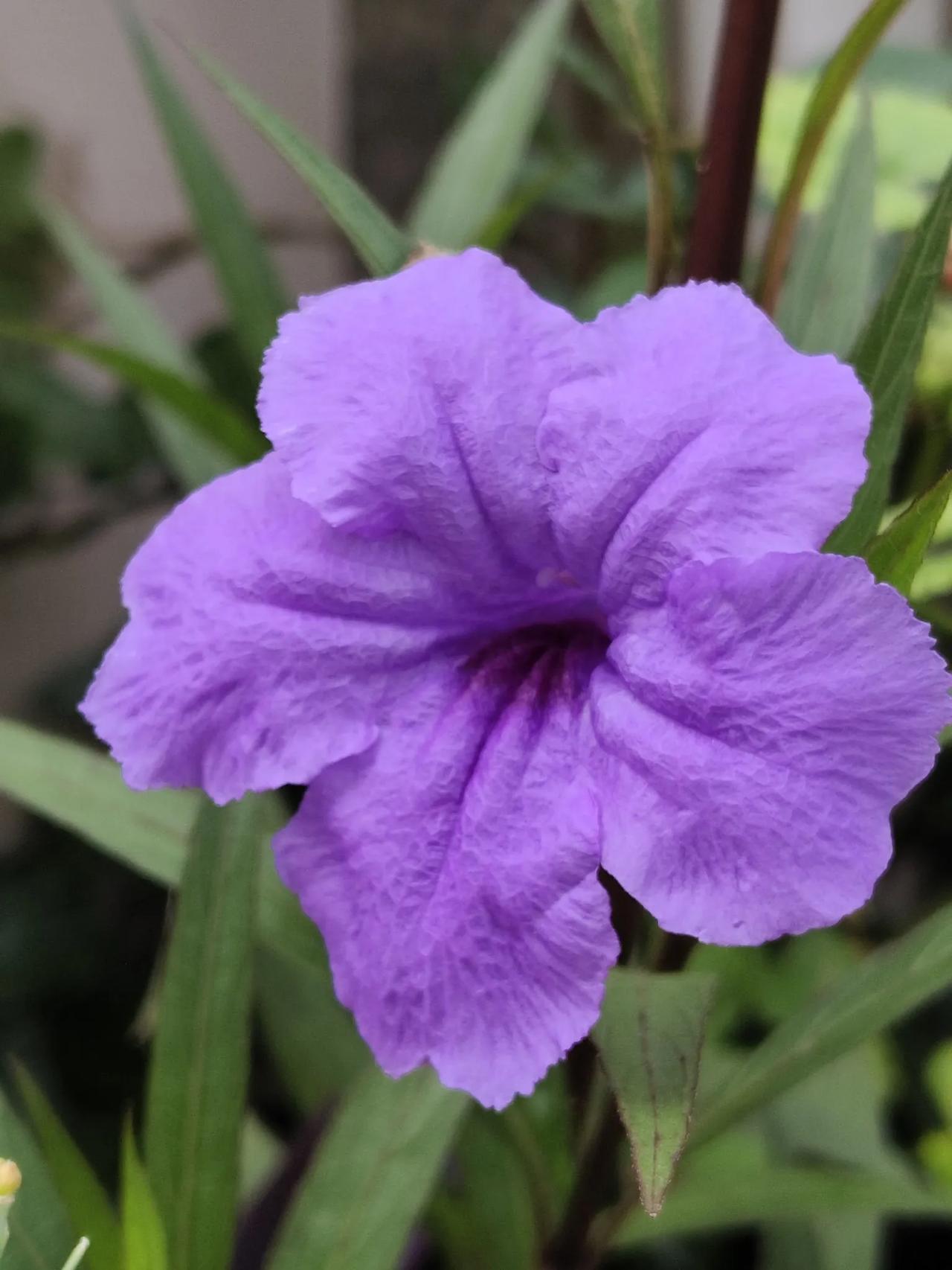 小小的紫鸢尾花。