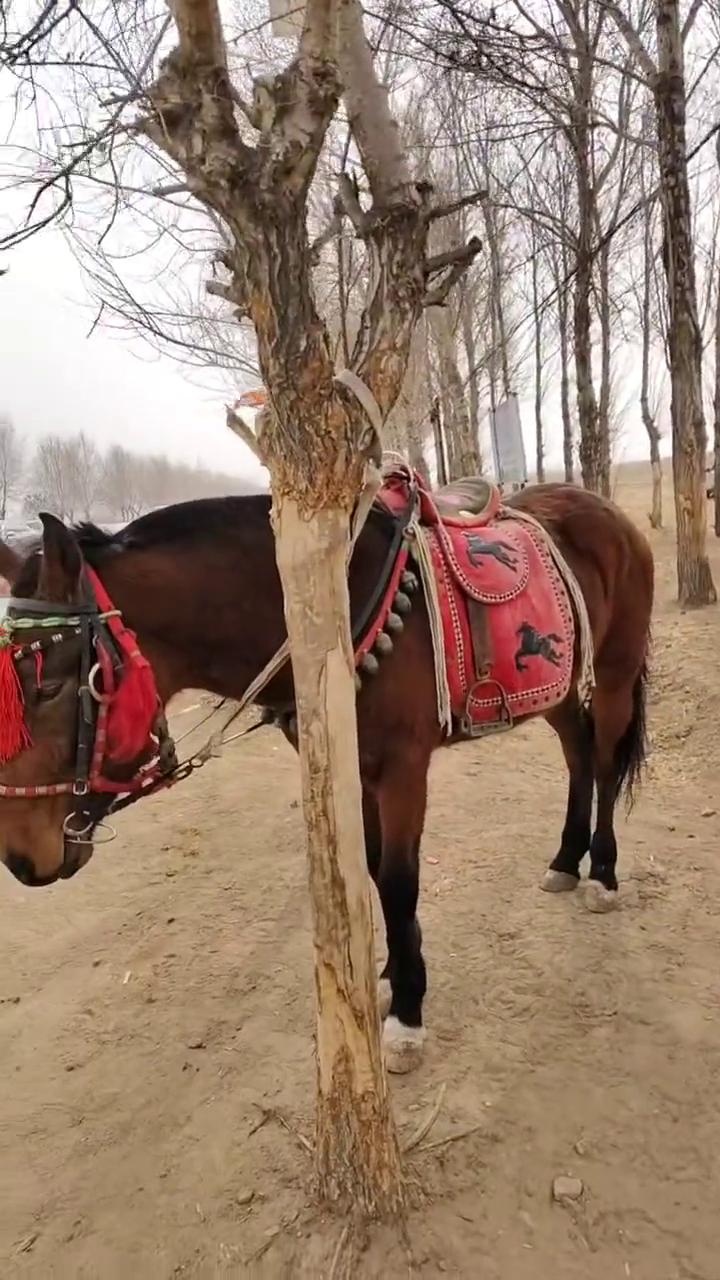 云烟寺大马给你来一个特写。