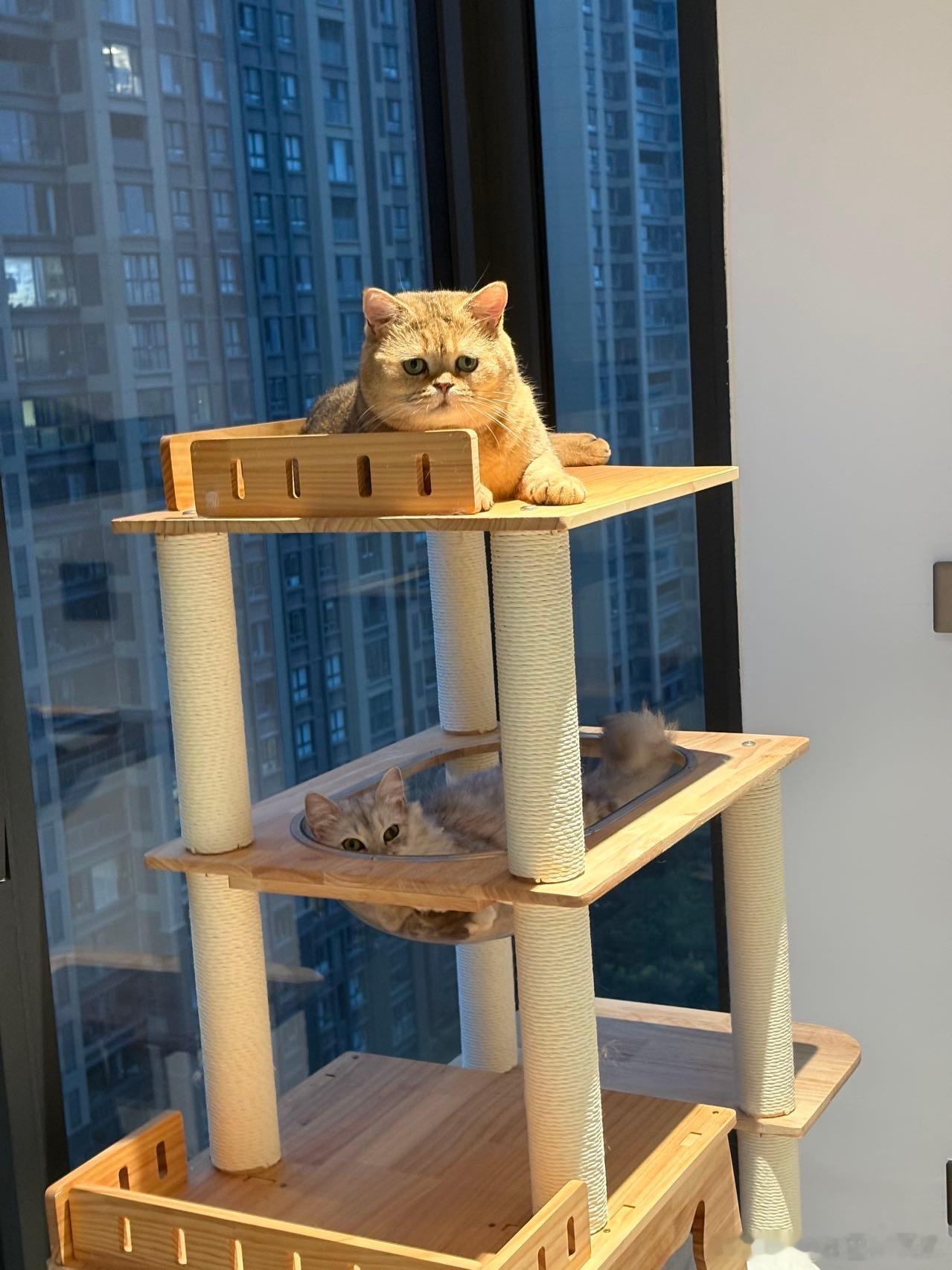 灯光下这委屈巴巴的脸还是很可爱的☺️ ​​​
