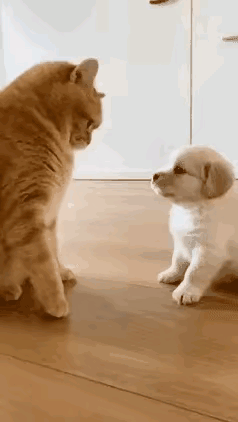 汪星人:不关我事啊，我是无辜的呀。