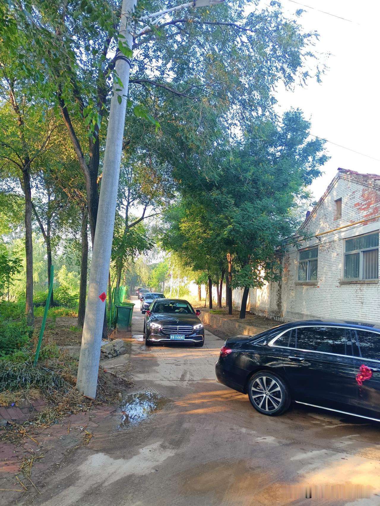 游百年槐林
农历的六月十五日早晨，我寻访了夏津森林公园百年槐林。说是寻访是因为我