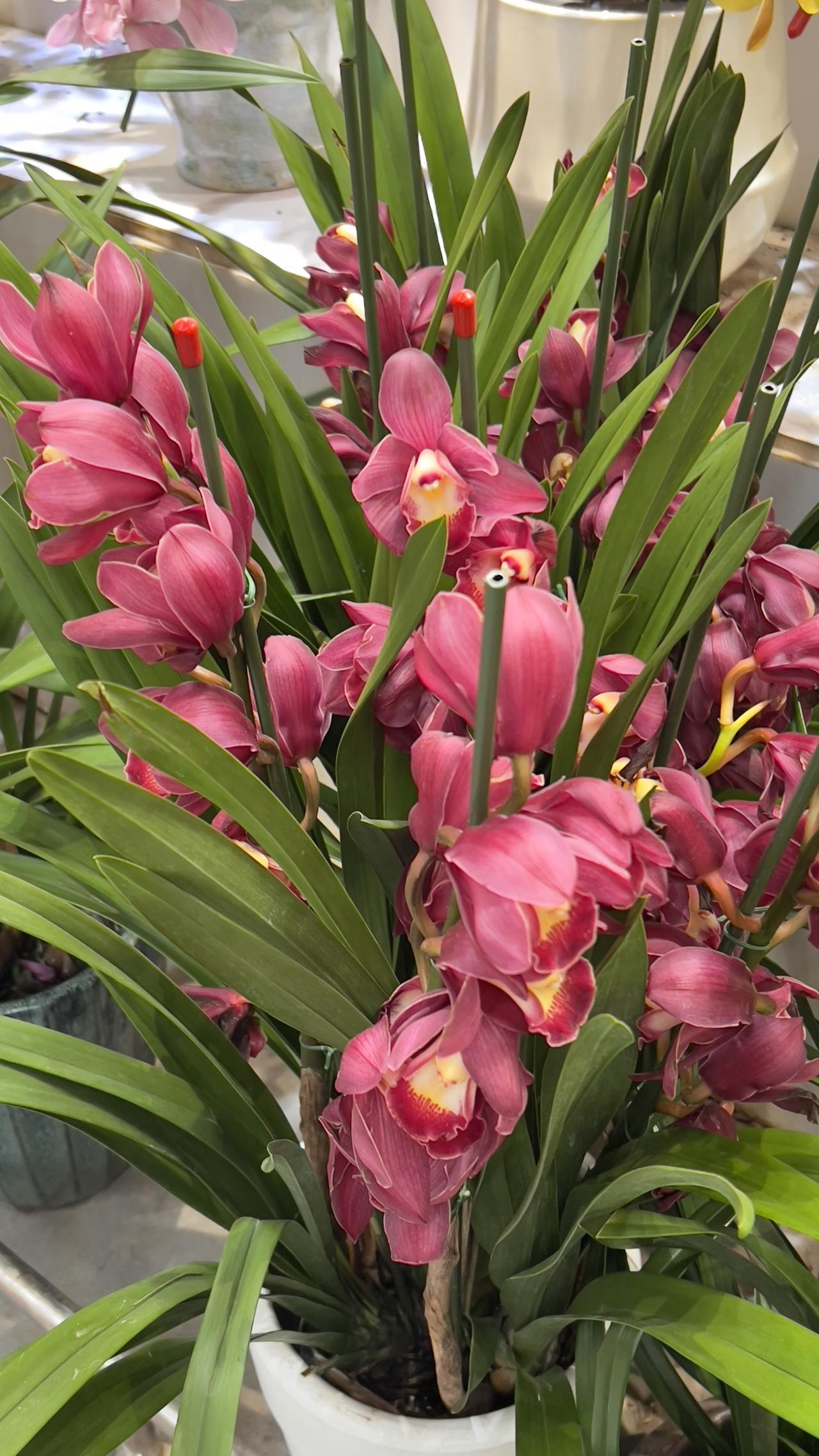 【原创】春日赏花：粉嫩娇艳的兰花，绽放出春天的气息，美不胜收。🌸🌺🌸