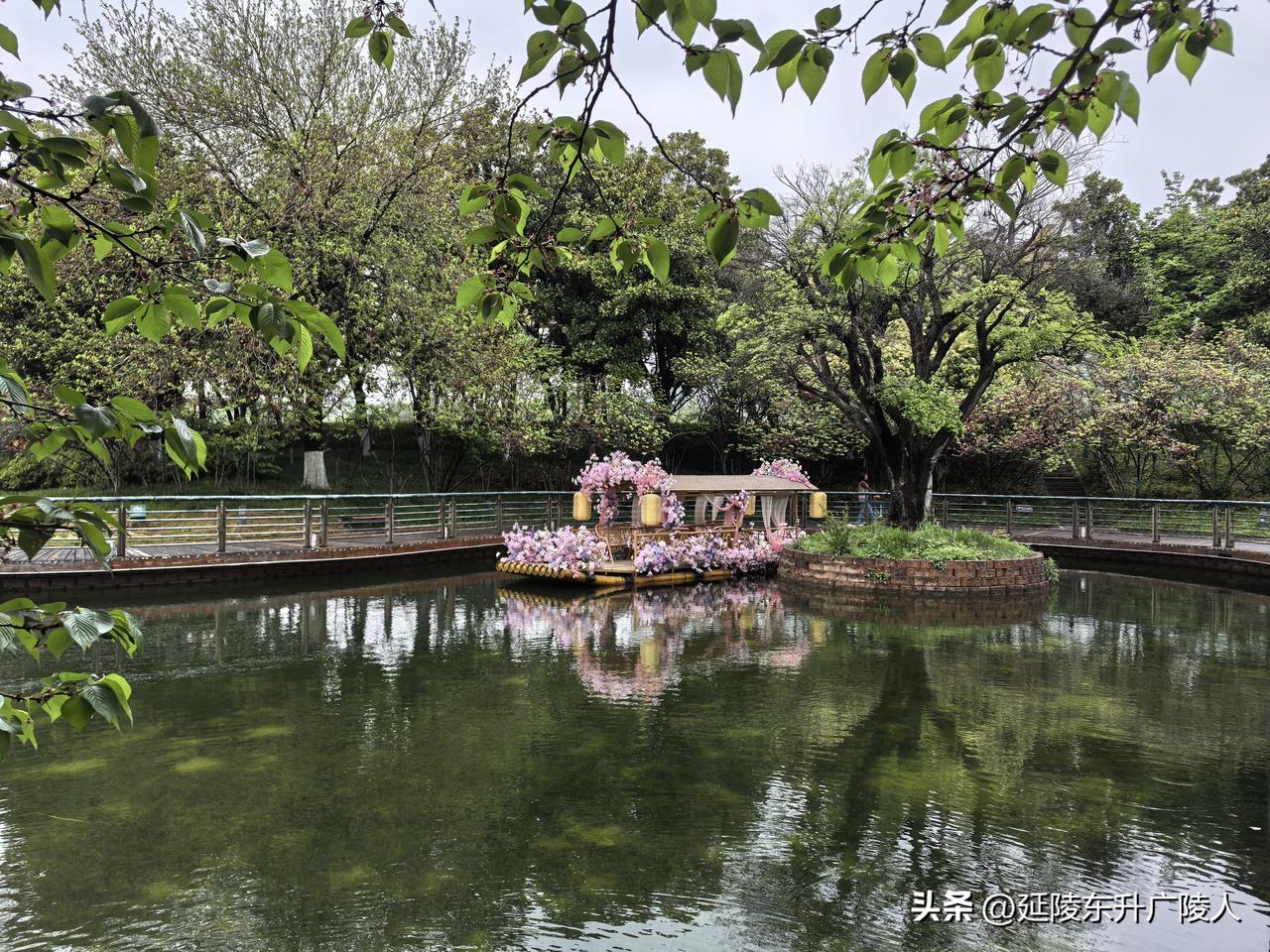 欲与樱花合个影，误了时节又一年。