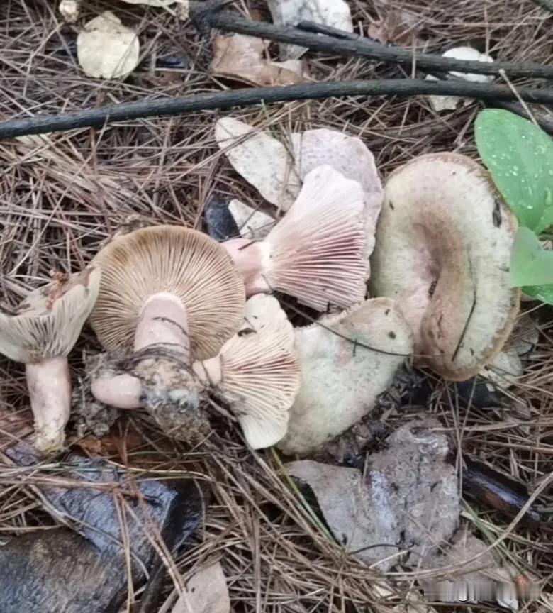 春日生活打卡季采蘑菇🍄不认识的千万别采赏花🌸