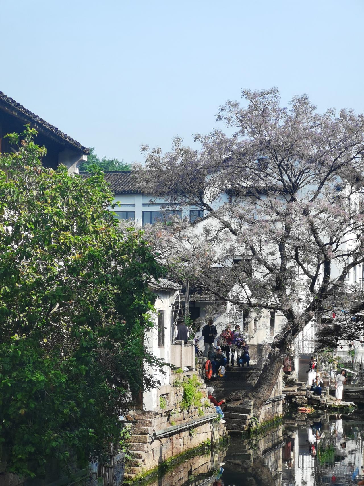绍兴仓桥直街环山河上的苦楝树花开了，紫花，一片暗紫。
绍兴 仓桥直街 环山河 苦