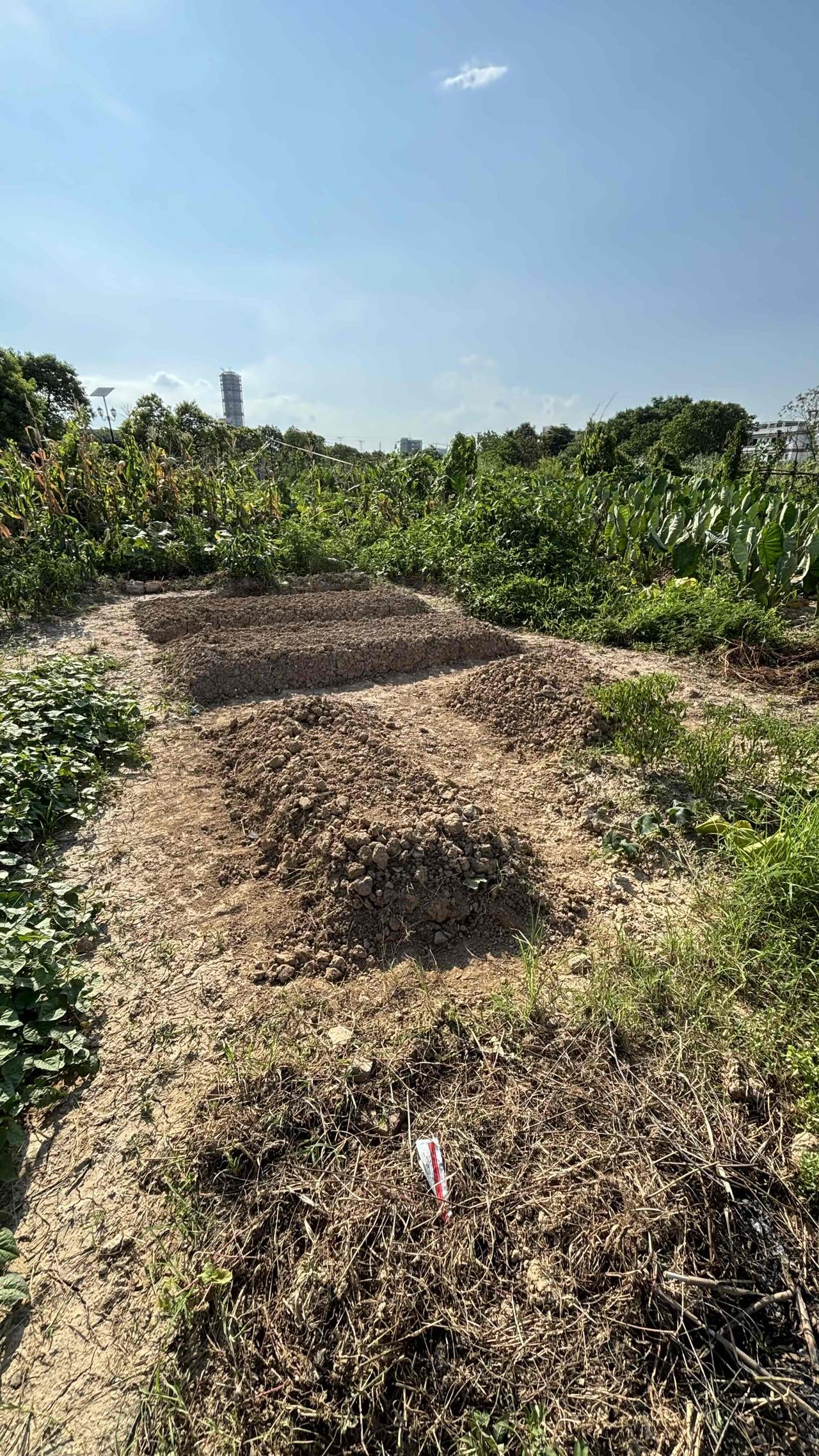这广东7月份的菜地只要一个星期不下雨，看上去寸草不生的样子 ，一旦下一个星期的雨