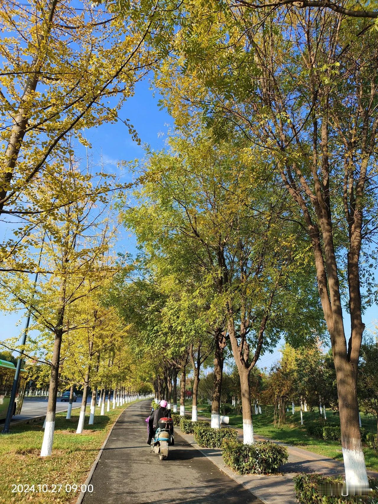 #赏秋意#星期天的早上坐公交去赏秋，忙里偷闲的一天。