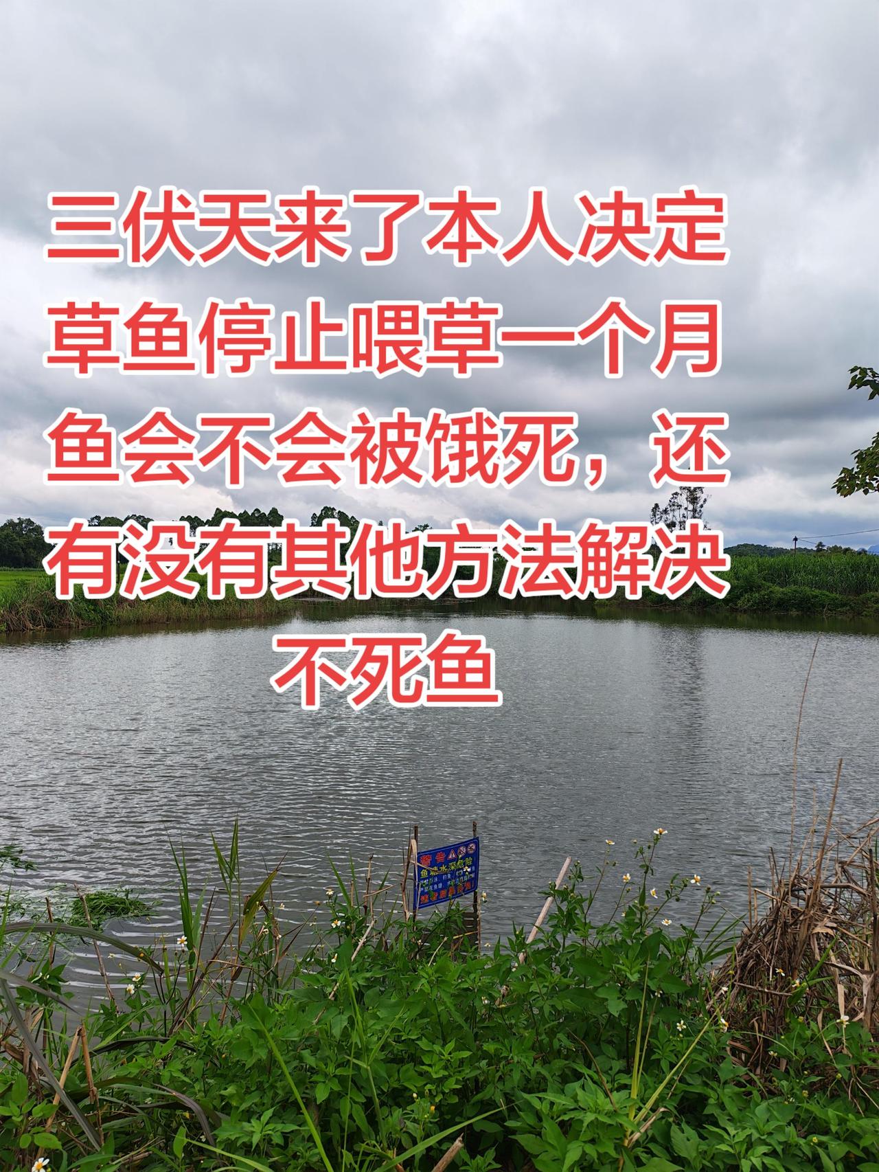 高温天气停止喂草可以不死鱼，还有其他方法吗养鱼 养鱼日记 农村 农村生活