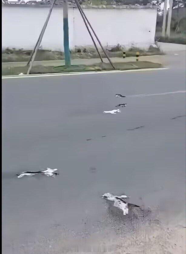 理解为什么地毯的英语叫Carpet了…[允悲] ​​​