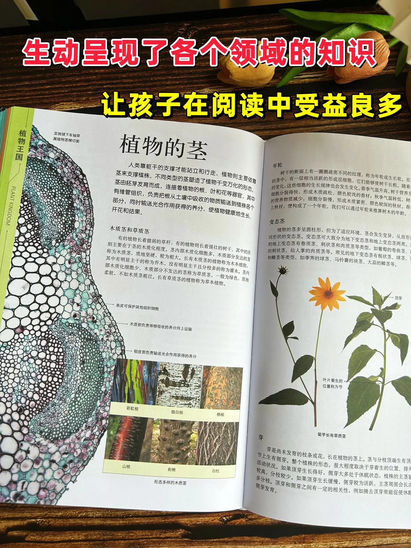 畅销20余年的儿童百科全书📚。这套百科全书是为了满足孩子们对知识的求...