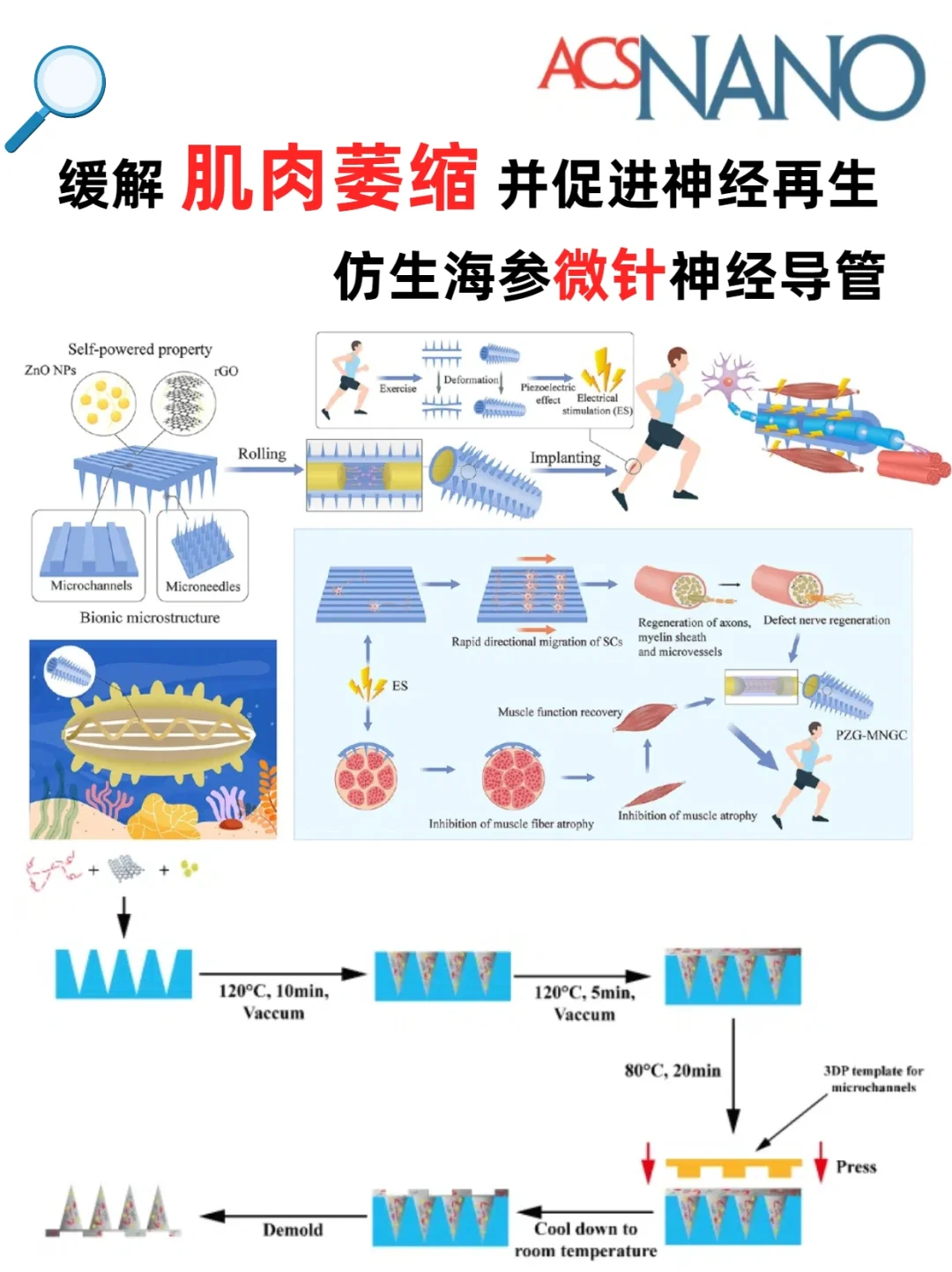 海参微针！缓解肌肉萎缩促进神经再生？！