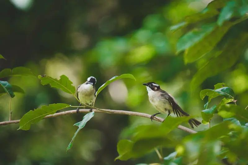 AI妙生图清晨闻鸟语。