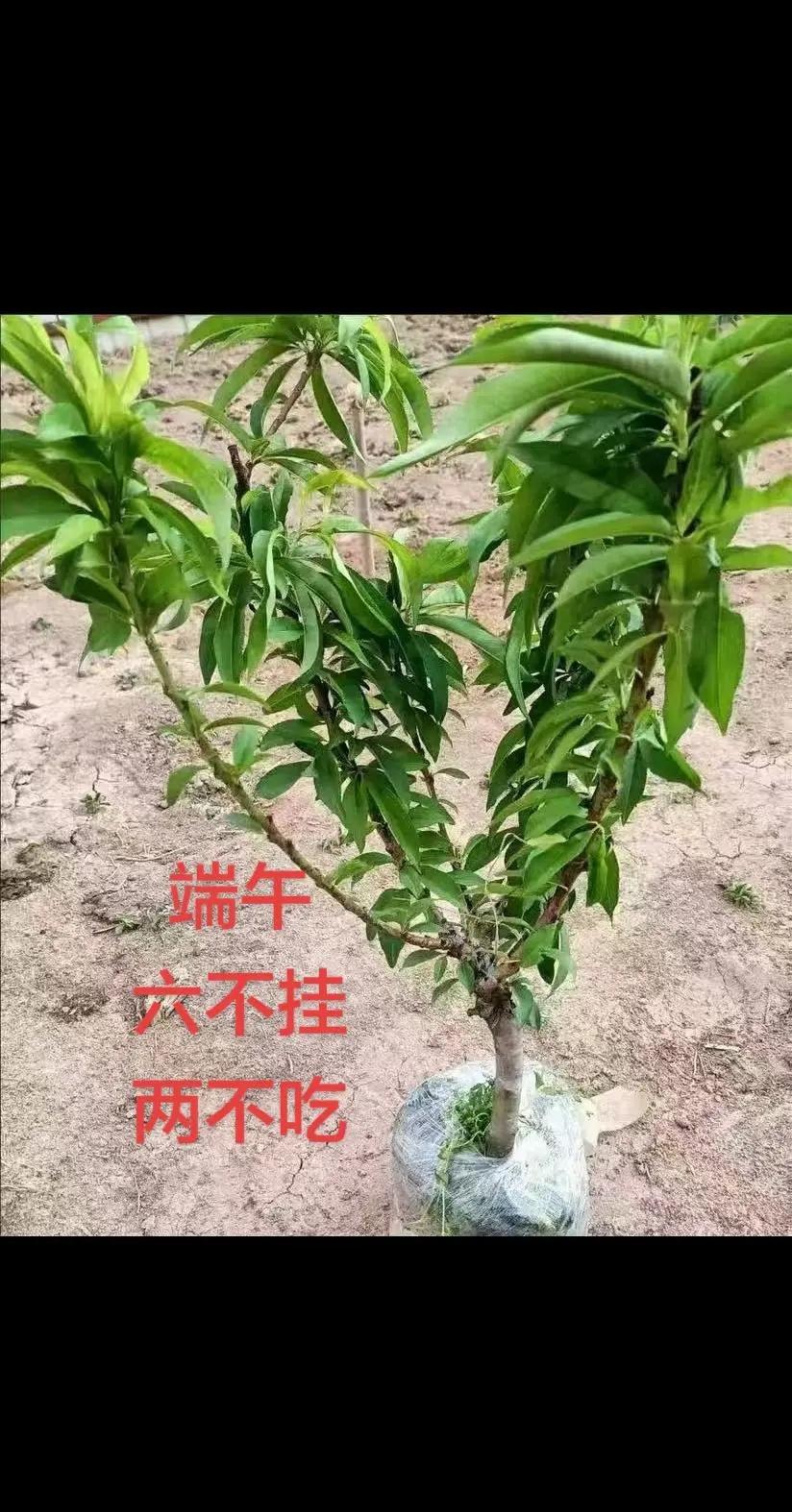 斯诺克世锦赛1/4，吴宜泽13:8瓦菲，晋级4！当八强全员盯着赵心童，却杀出黑马