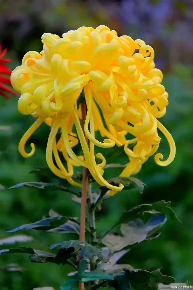 令人泪目！37岁父亲突发心梗去世，6岁的儿子摇晃其遗体并告诉身旁的爷爷：爸爸睡着