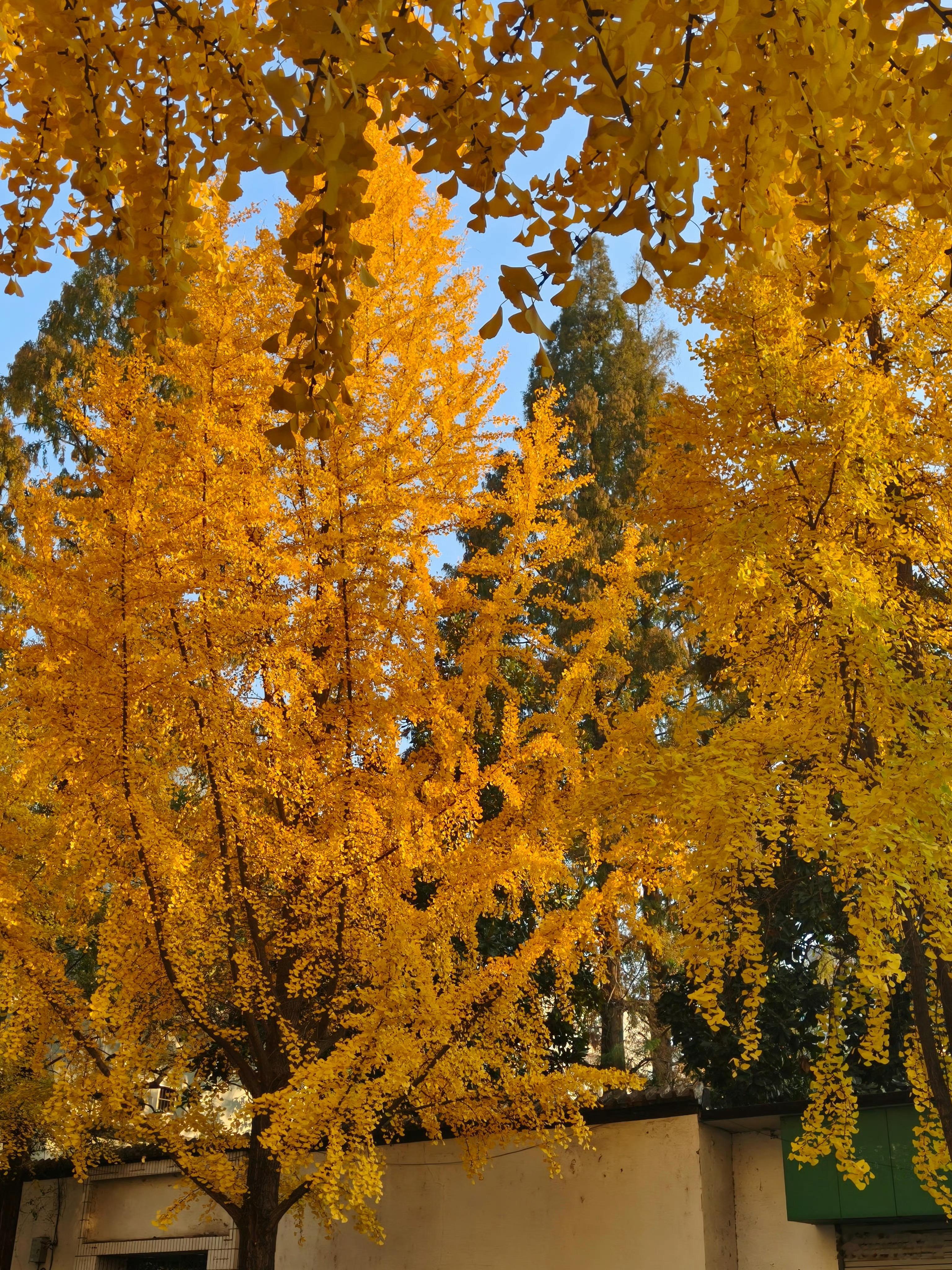 我看有些家长是真的催生催到一半，感觉这俩不太想生，就开始撺掇离婚的这就是我们经常