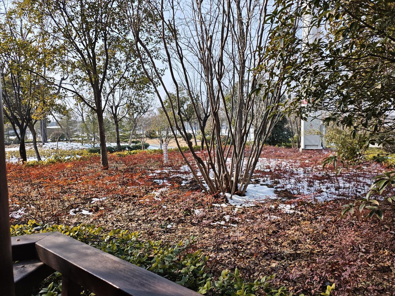 再忙也记得回家吃顿热饭。陪爸妈吃完午饭，下楼到附近公园遛弯。
残雪混着深红浅褐的