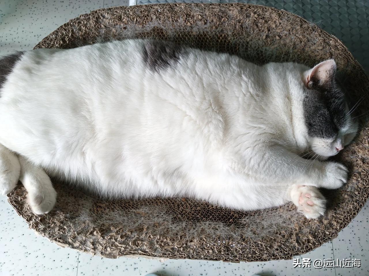 你信吗？傻瓜才会相信！传说伊最高领导人28日在美以动手袭击中死亡，当天多枚导弹击