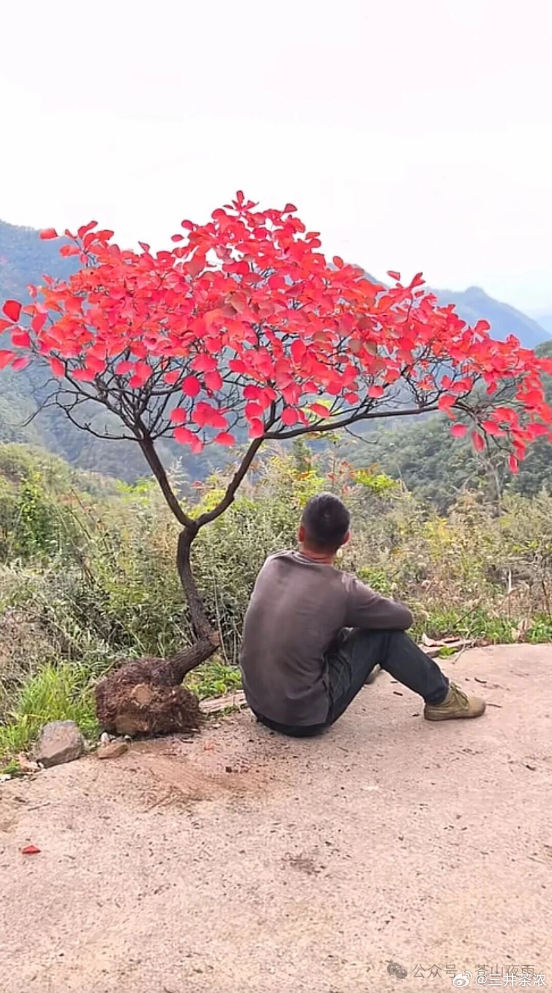 秋天真的是最美的季节深秋时节，山间红得最为浓烈的，当属黄栌。 ​​​