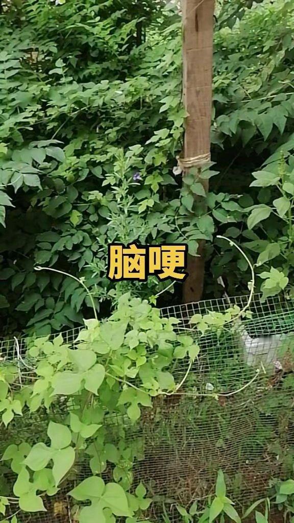 绝杀封王！吴宜泽力克墨菲，加冕斯诺克世锦赛首位00后冠军。恭喜中国斯诺克新王诞生