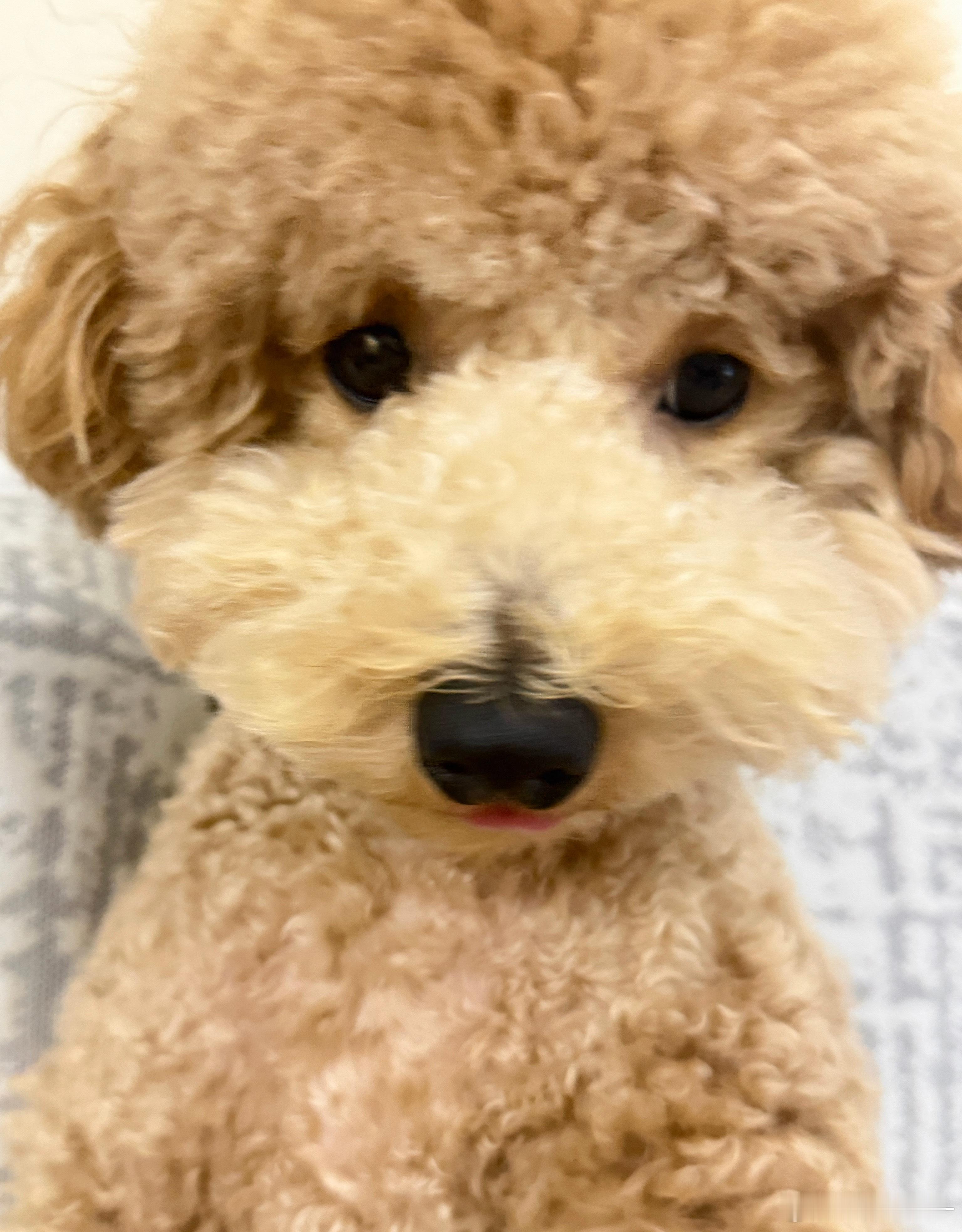 我说白了 不如我的忠犬苹果 