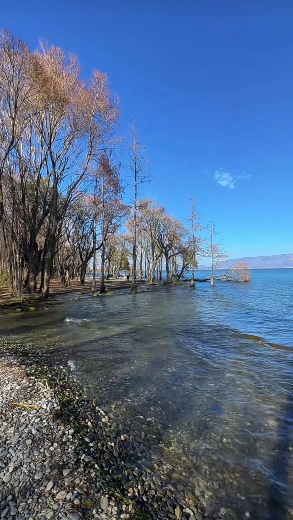 宁静湖畔，树影婆娑，心旷神怡。湖边美景🌊 在湖边的风景 配上湖边美景