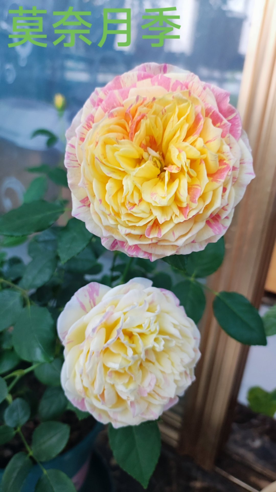 现在播剧，太保守，太传统，再好的剧也不容易出圈！当然得有专业团队带，光粉丝是不够