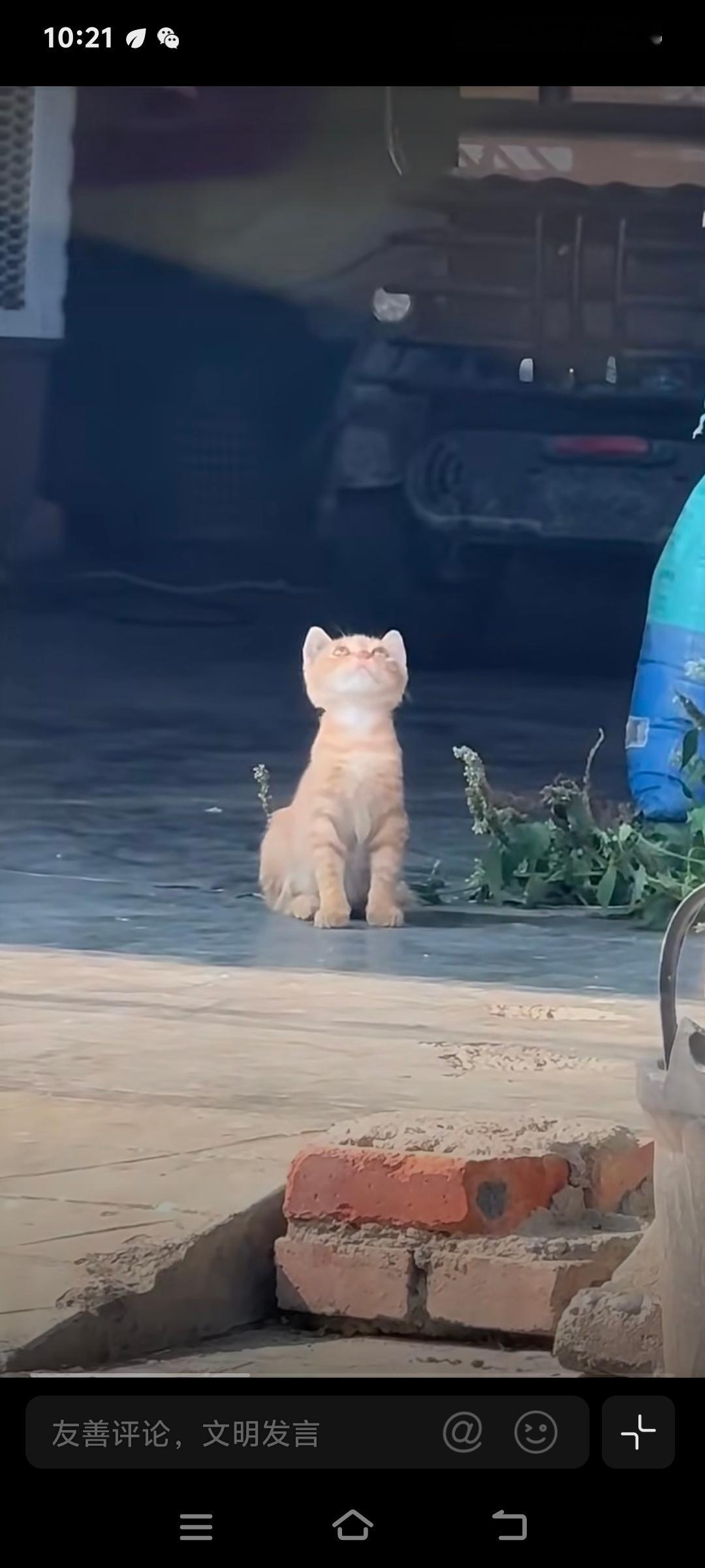 一只很猫的猫这只小橘猫往那儿一坐，简直是“猫界模范生”！抬头挺胸，小脑袋仰着，眼